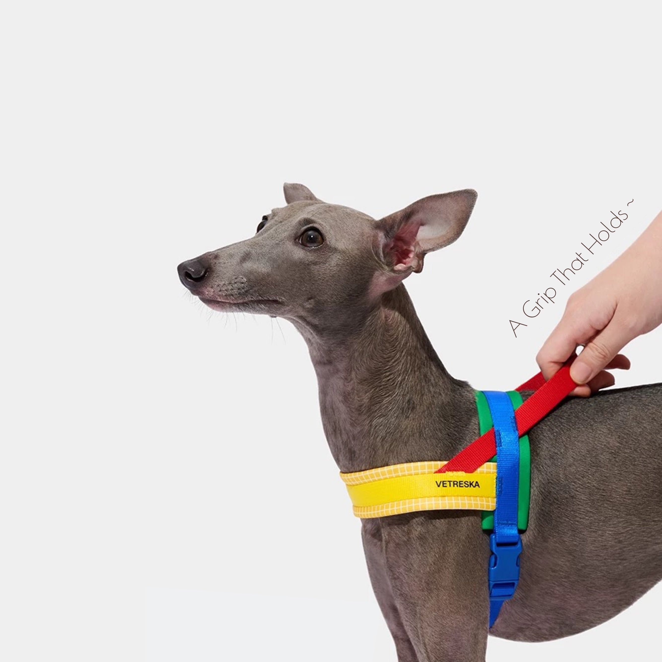 CHROMA Color-Block Harness Set