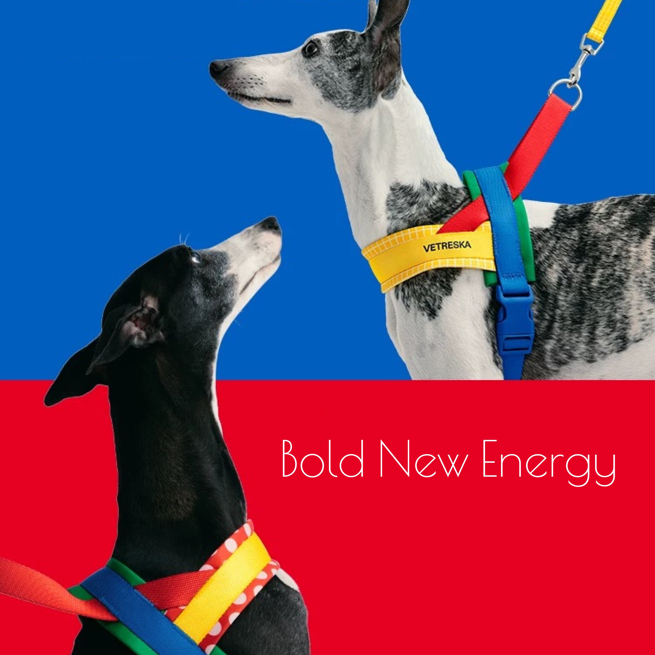 CHROMA Color-Block Harness Set