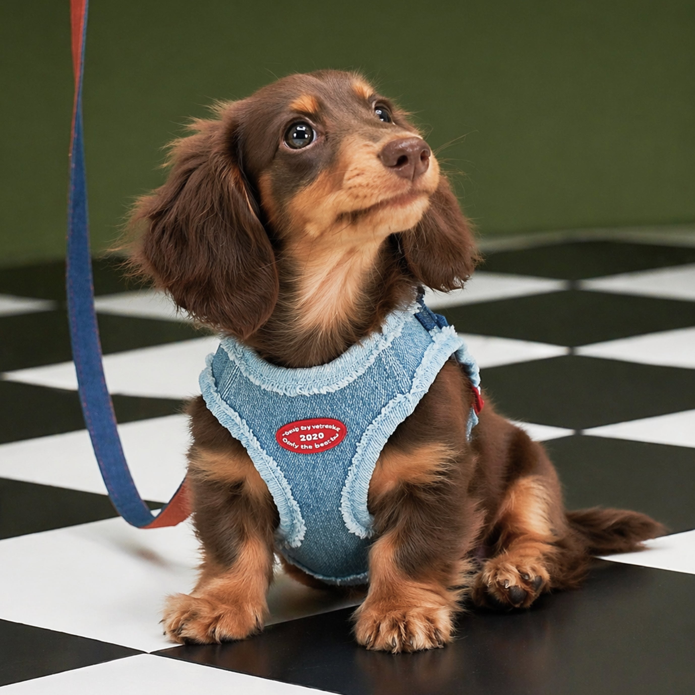 Denim Harness & Leash Set