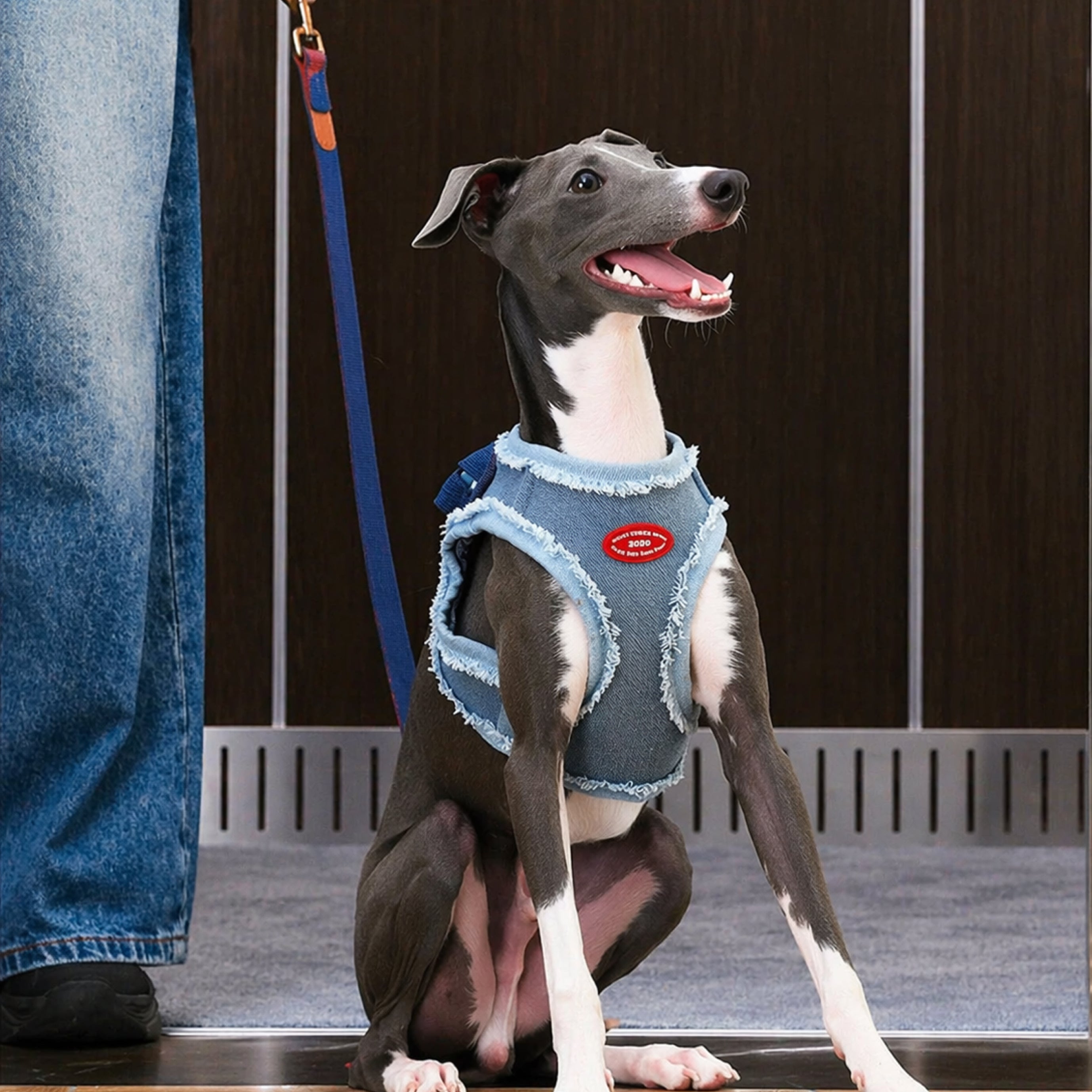Denim Harness & Leash Set