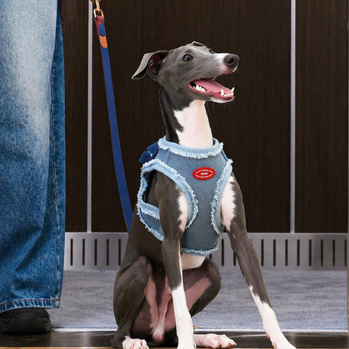 Denim Harness & Leash Set