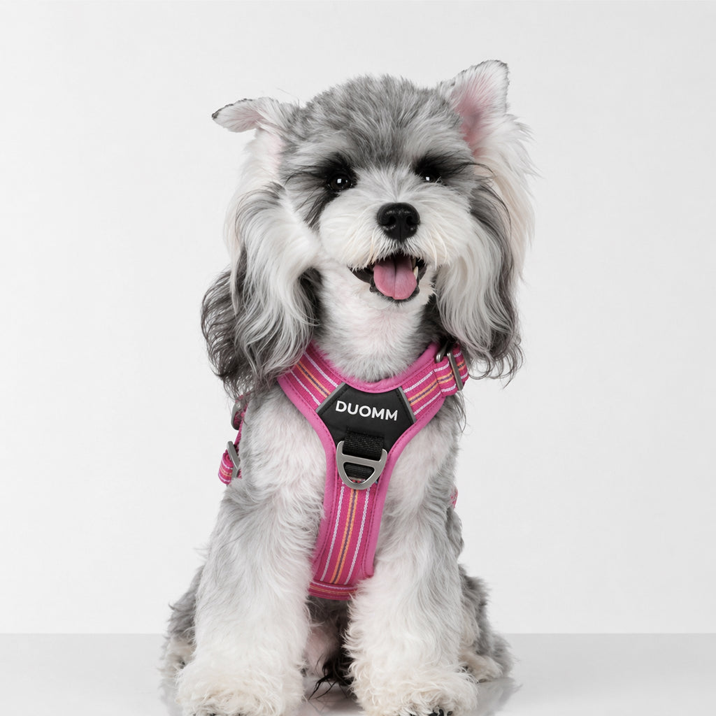 Urban Explorer Harness