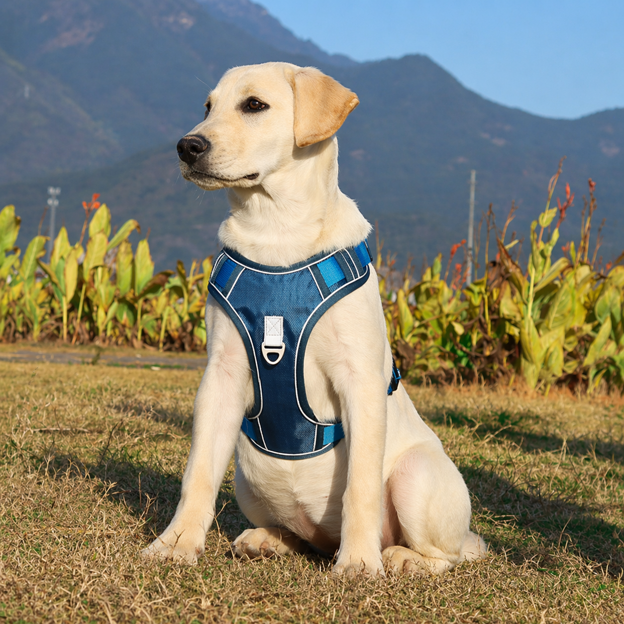 Outdoor Pro Retractable Harness Set